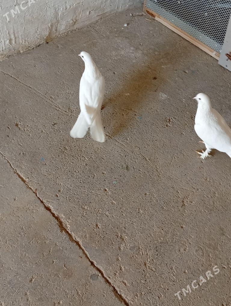 Kepderi - Änew - img 4