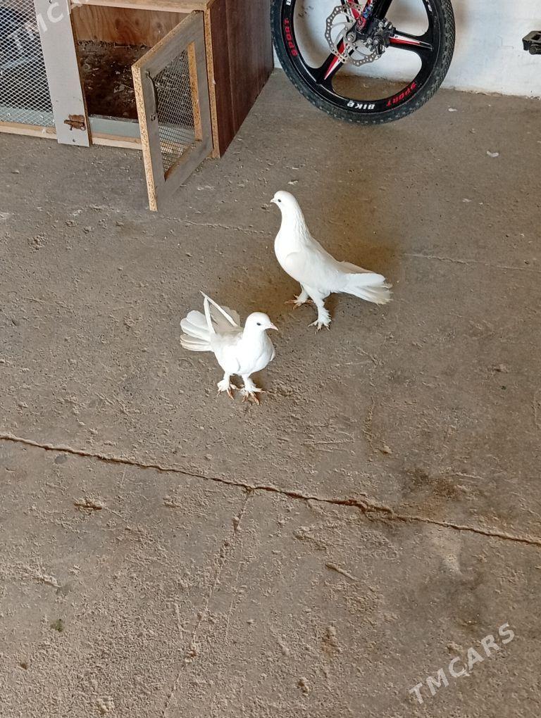 Kepderi - Änew - img 8