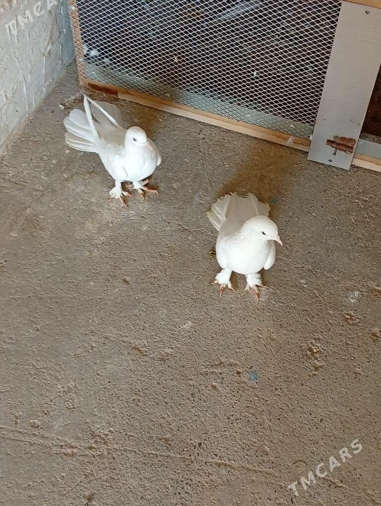 Kepderi - Änew - img 2