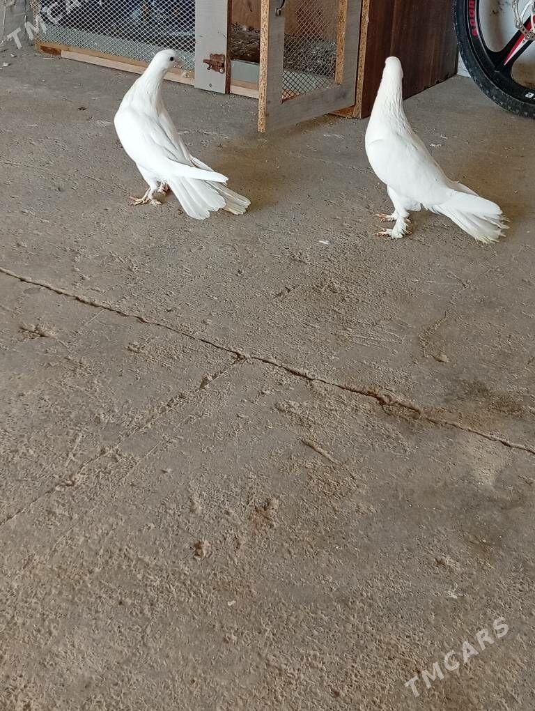 Kepderi - Änew - img 5