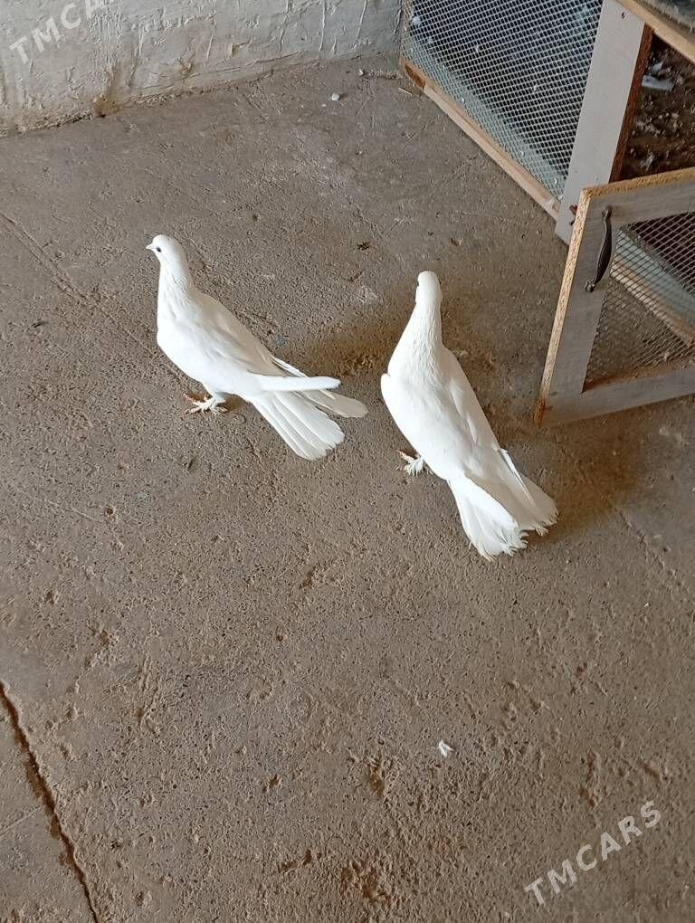 Kepderi - Änew - img 10