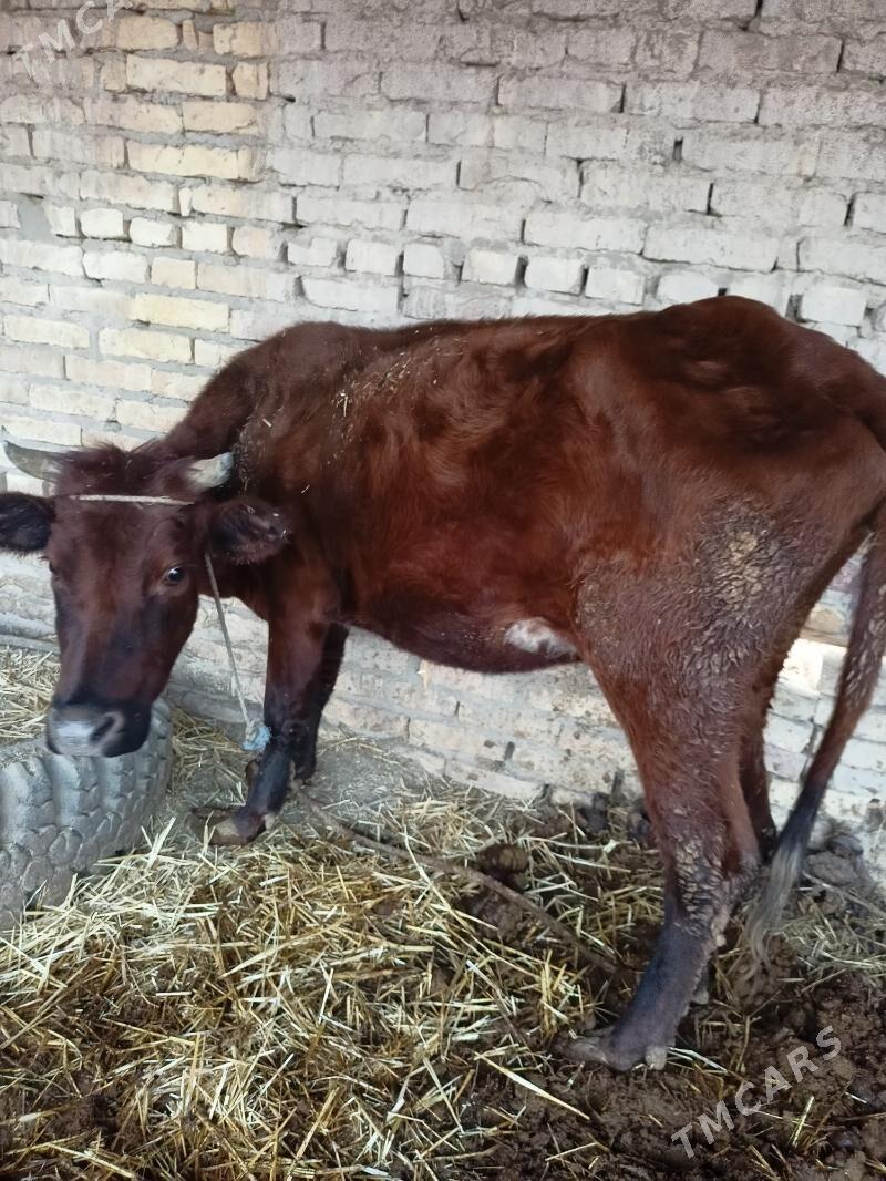 гунажн бринжи Гарни хожеги бар - Чарджоу - img 2