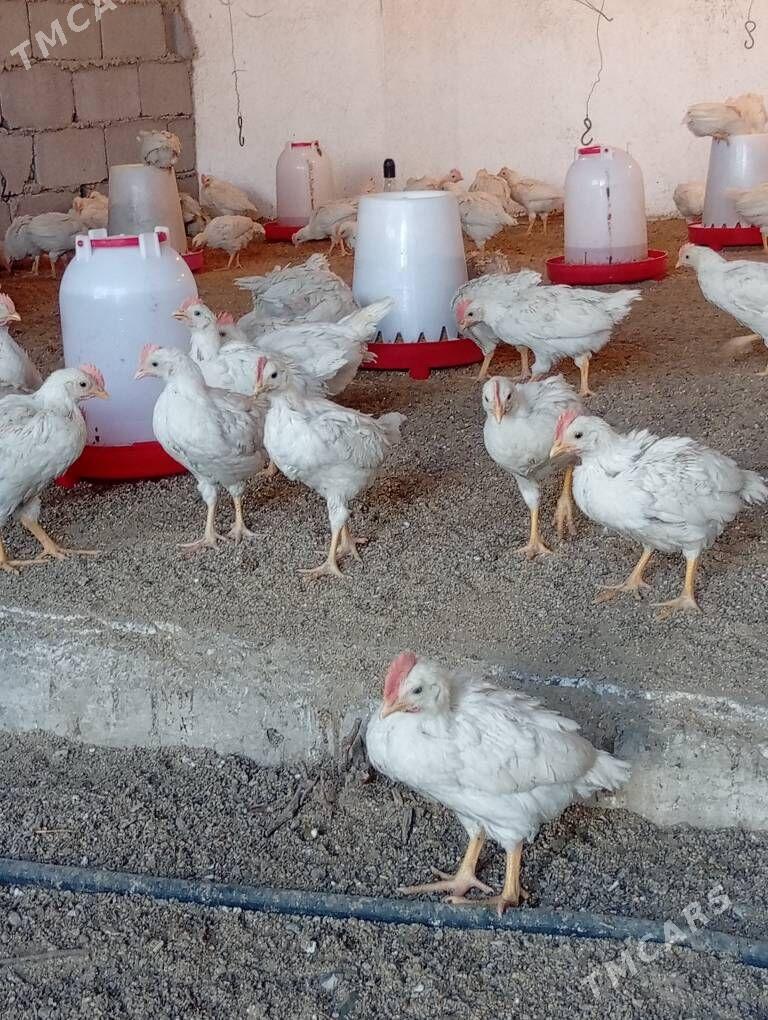 Ak jüyje - Gökdepe - img 2