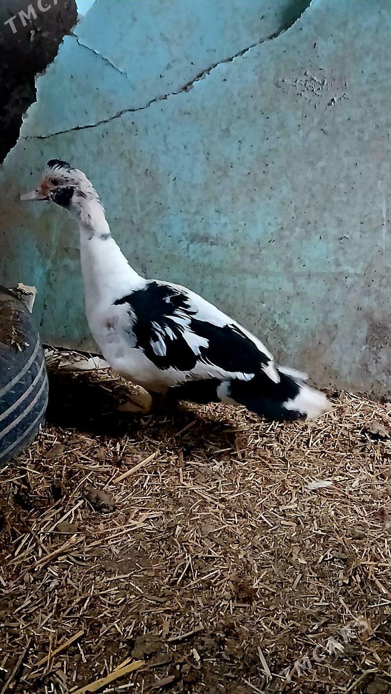 indawutka ördek - Бахарден - img 3