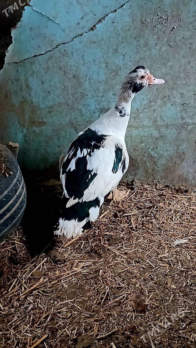 indawutka ördek - Бахарден - img 2