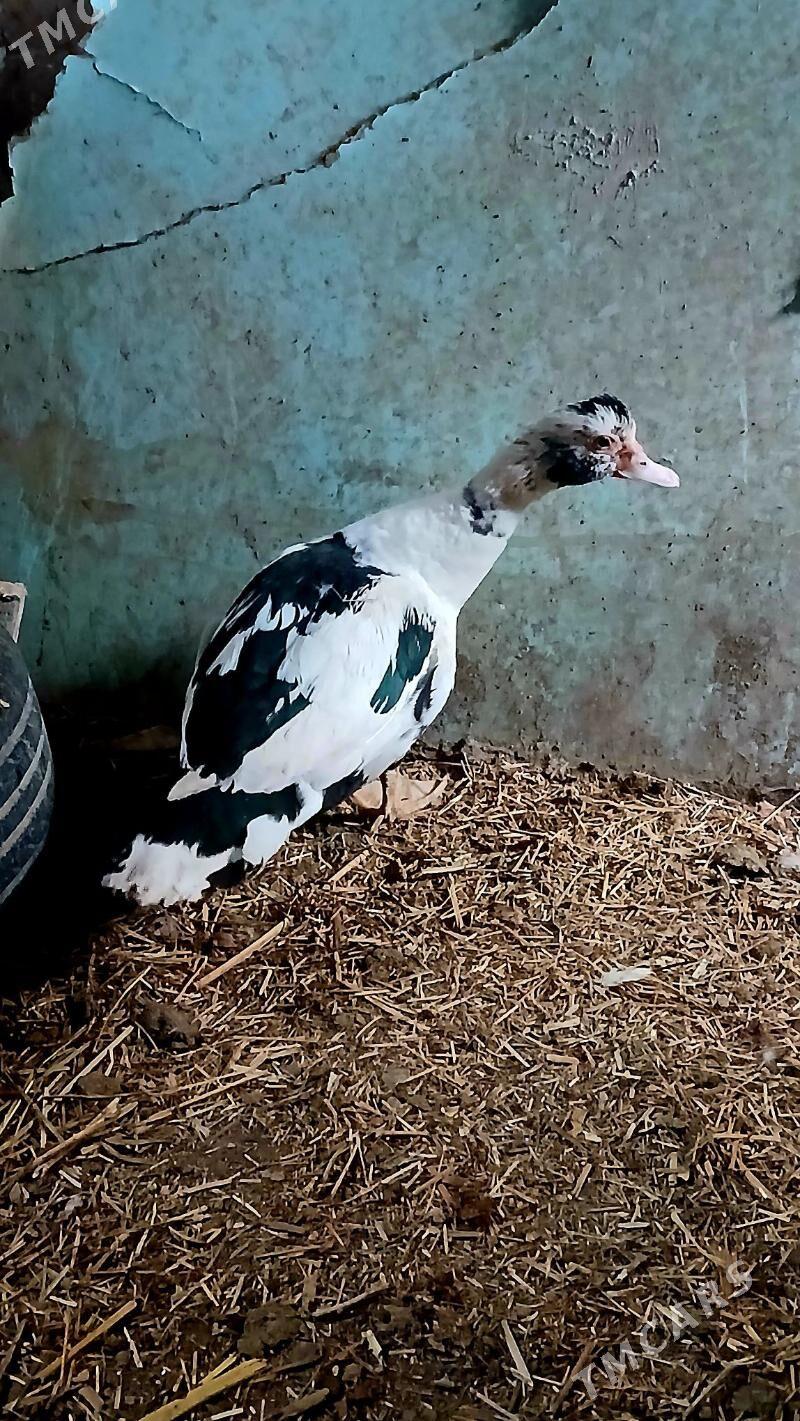 indawutka ördek - Бахарден - img 1