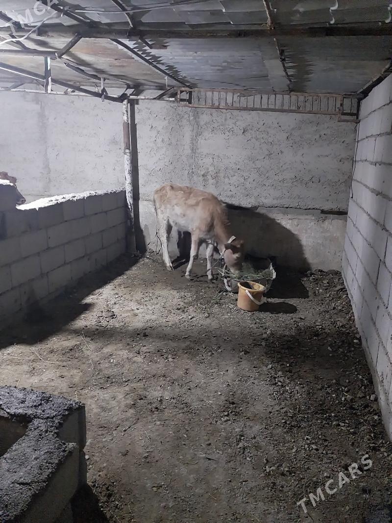 Tuwe - Aşgabat - img 3