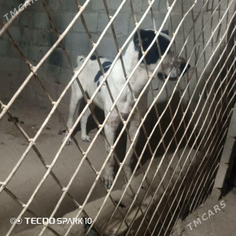 Alabay it köpek - Herrikgala - img 6