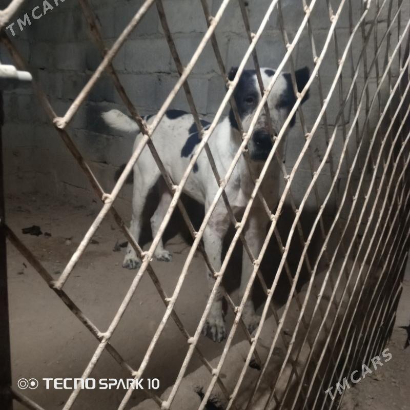 Alabay it köpek - Herrikgala - img 5