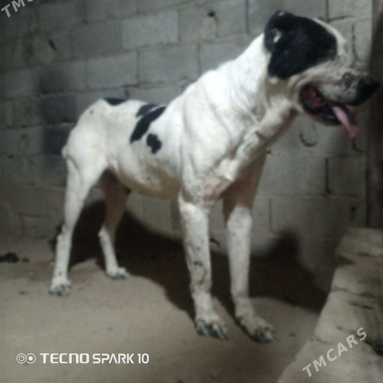 Alabay it köpek - Herrikgala - img 3