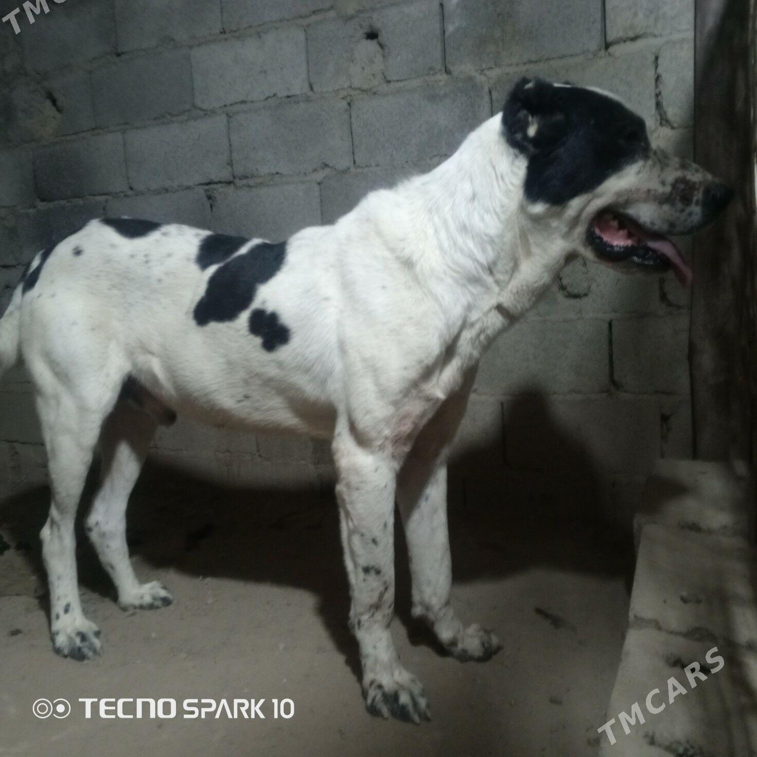 Alabay it köpek - Herrikgala - img 2