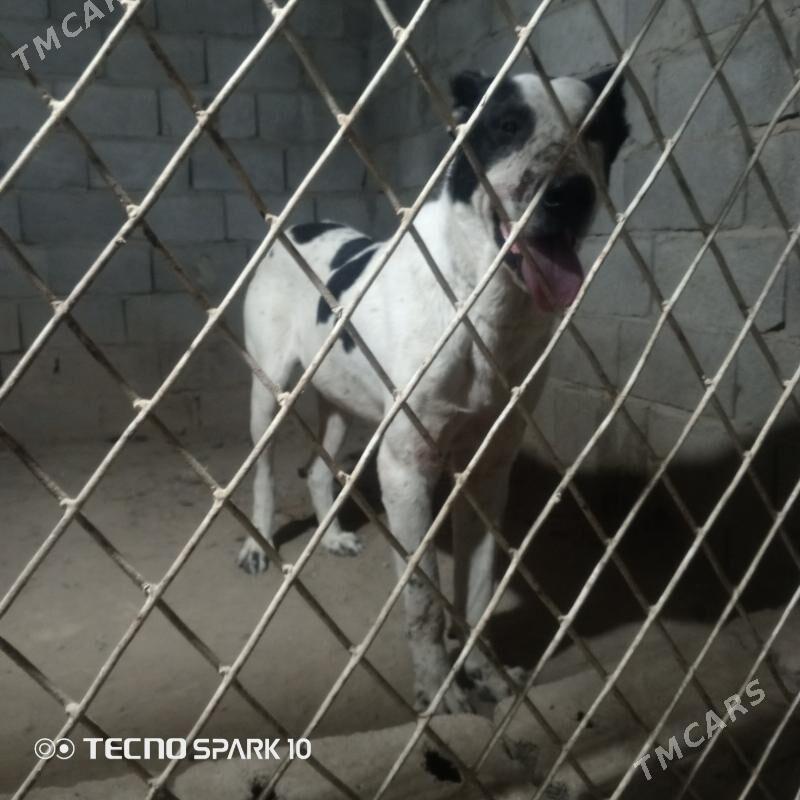 Alabay it köpek - Herrikgala - img 4