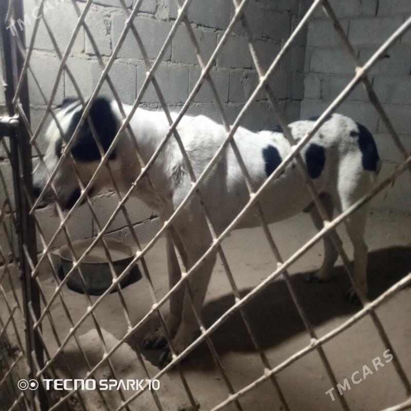 Alabay it köpek - Herrikgala - img 8