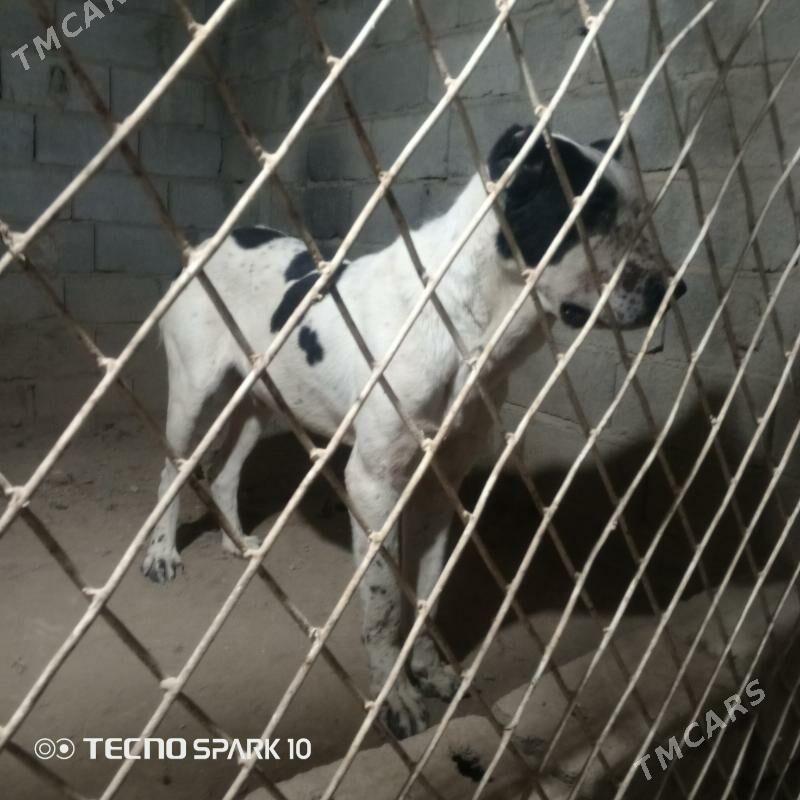 Alabay it köpek - Herrikgala - img 7