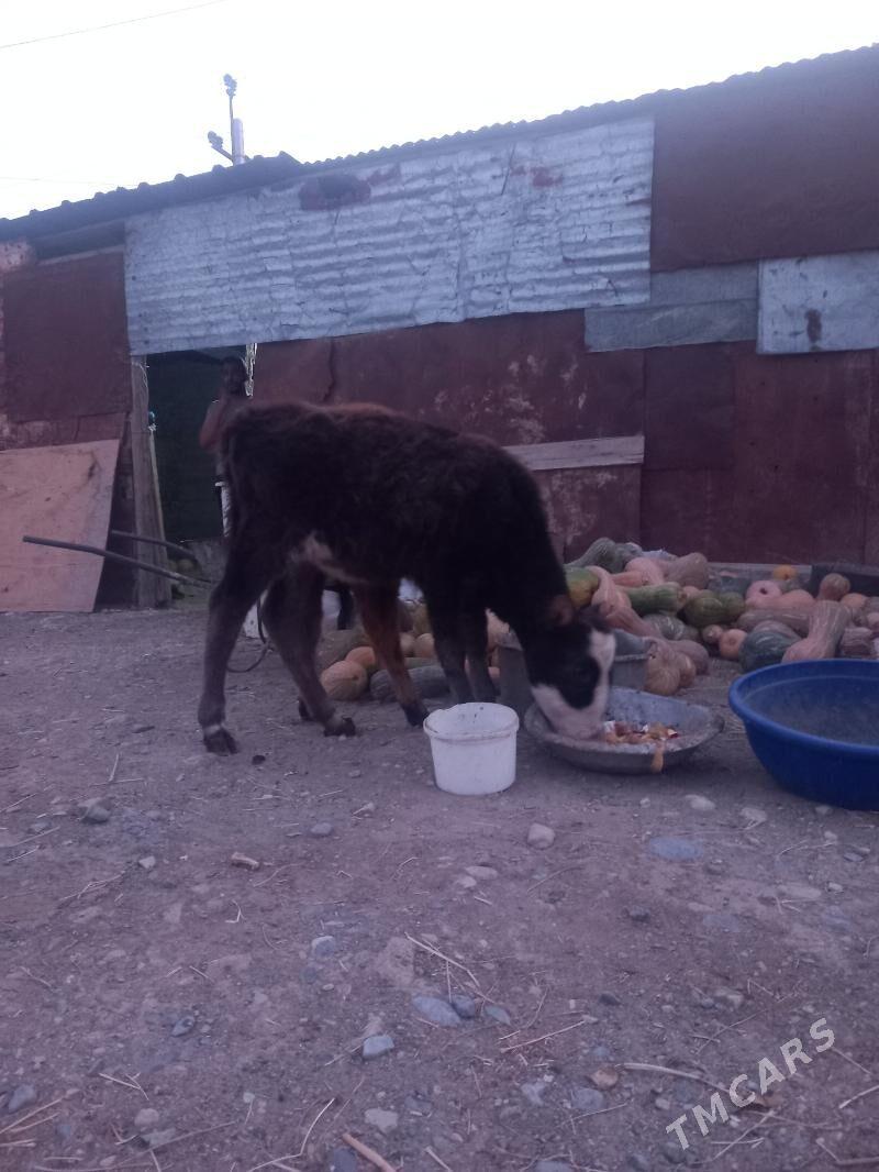 Gole - Гызыларбат - img 3