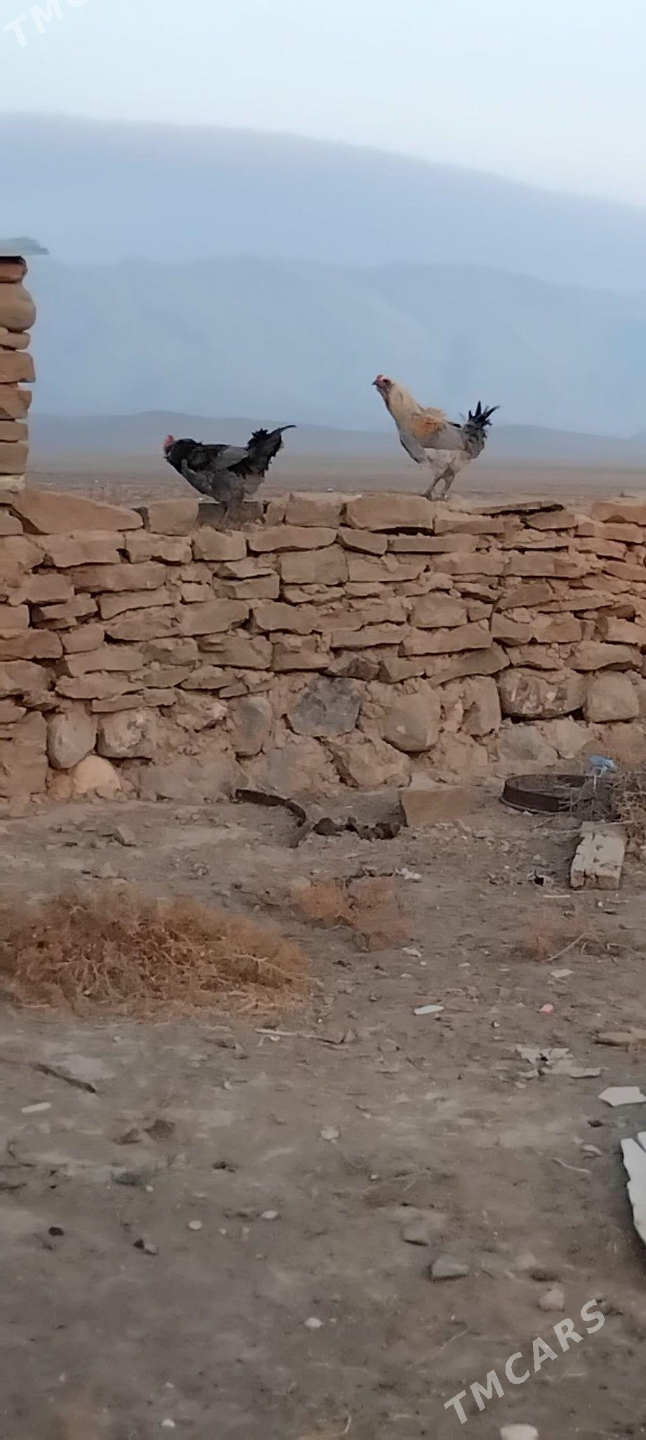 horaz - Gyzylarbat - img 1