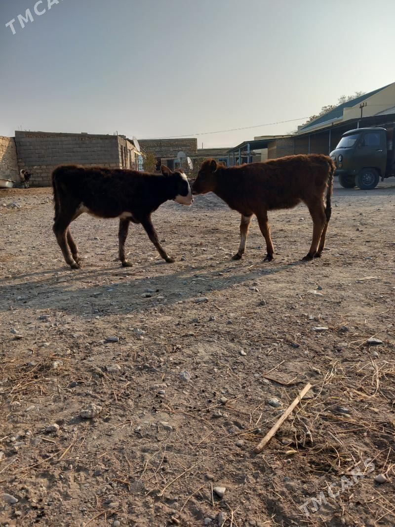 Gole - Гызыларбат - img 1