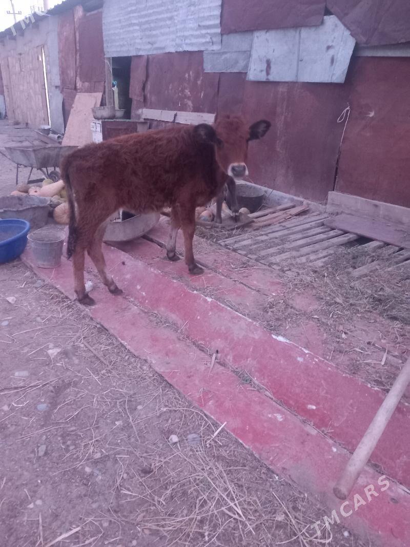 Gole - Гызыларбат - img 2