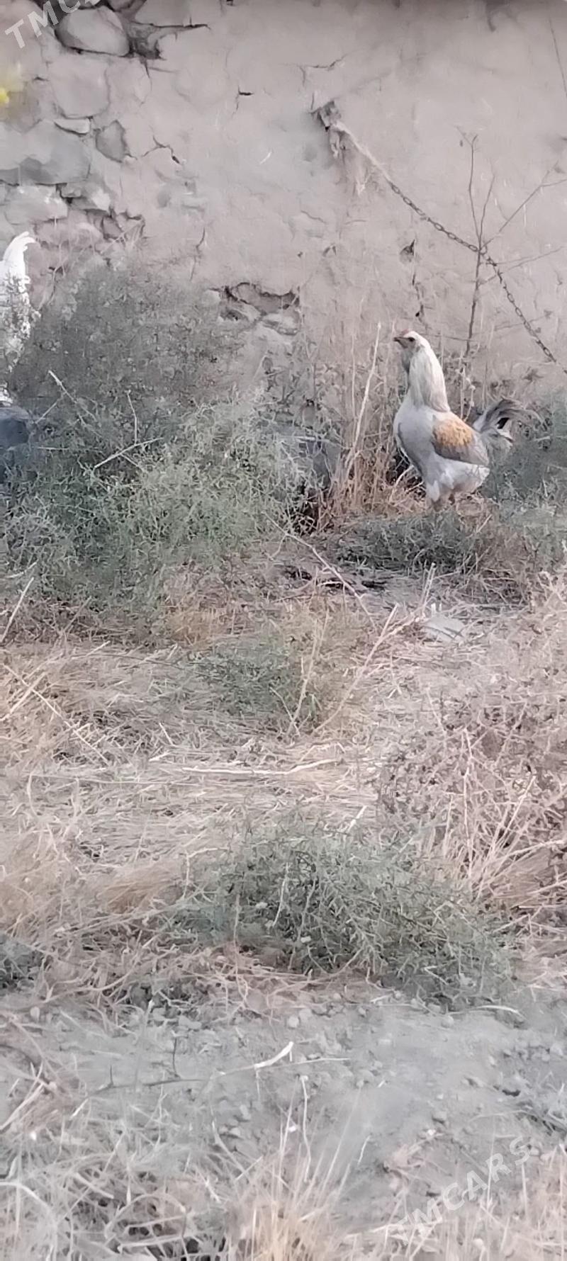 horaz - Gyzylarbat - img 2