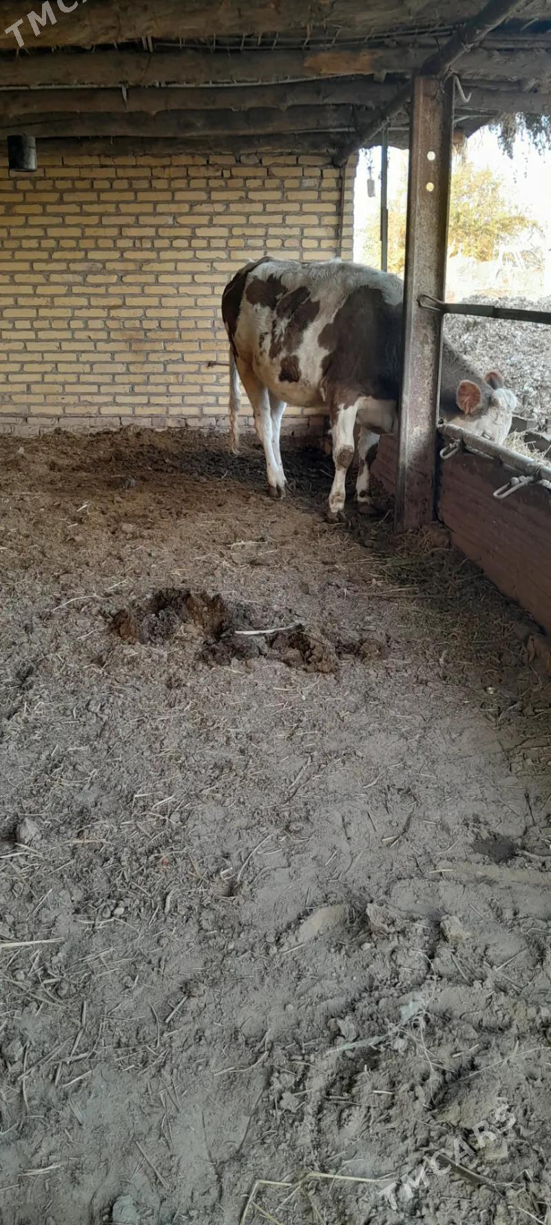 sygyr - Sakar - img 4