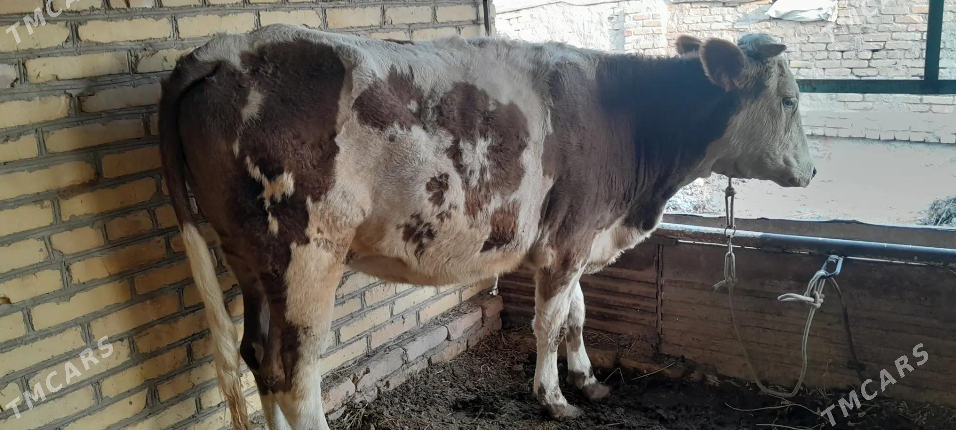 sygyr - Sakar - img 3