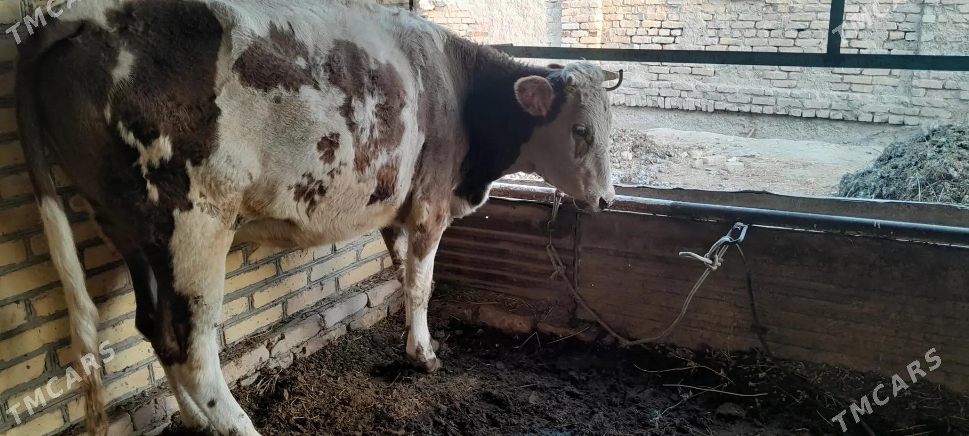 sygyr - Sakar - img 2