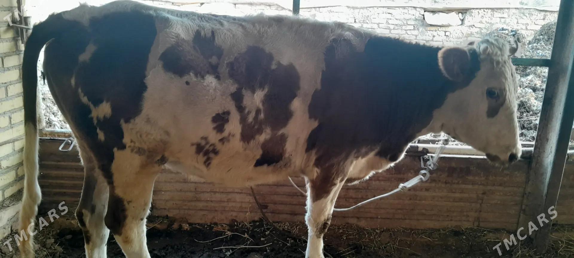 sygyr - Sakar - img 1