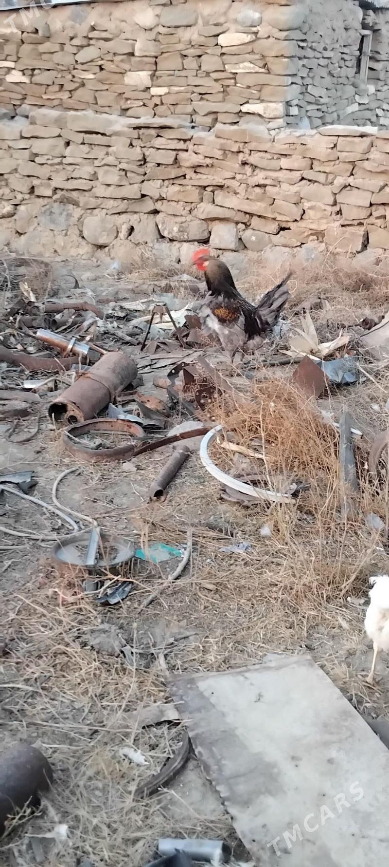 horaz - Gyzylarbat - img 3