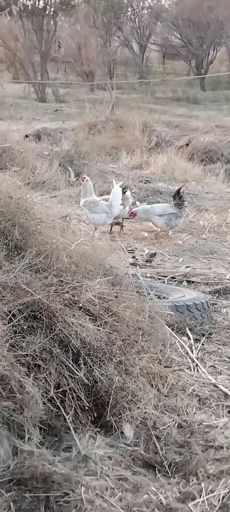 horaz - Gyzylarbat - img 4