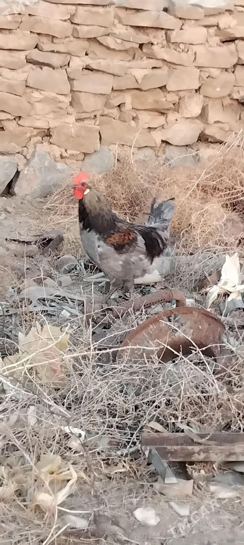 horaz - Gyzylarbat - img 5