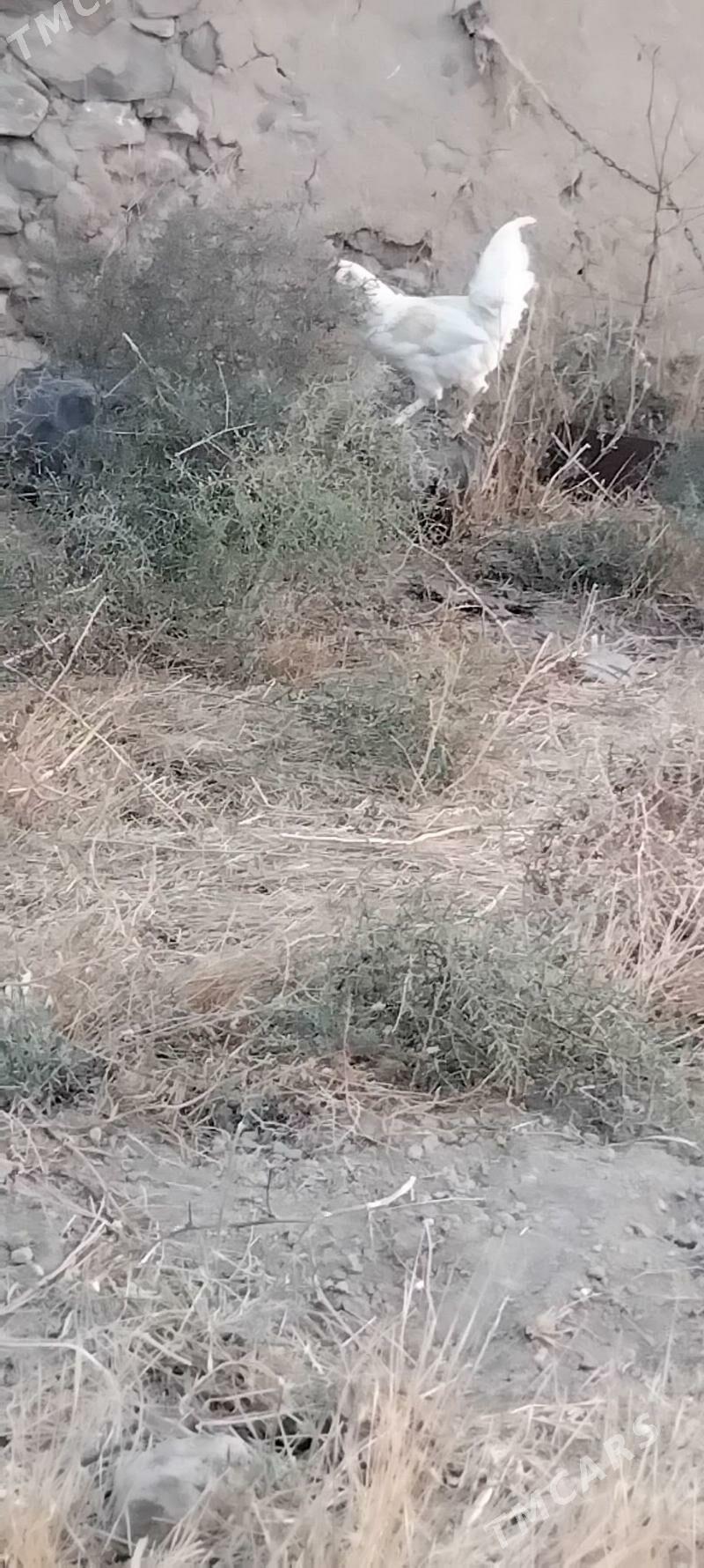 horaz - Gyzylarbat - img 6