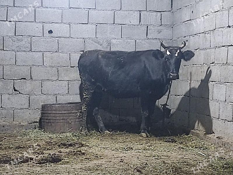 bogaz sygyr - Гёкдепе - img 4