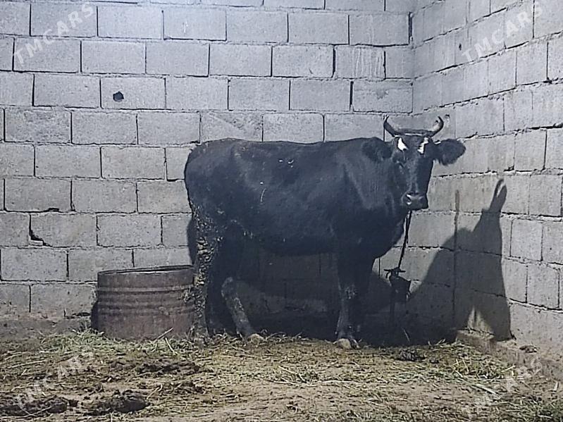 bogaz sygyr - Гёкдепе - img 3