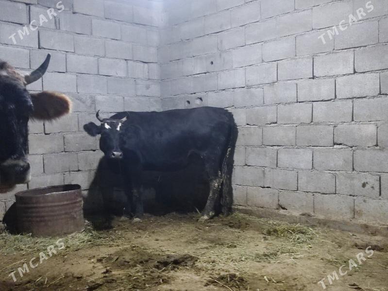 bogaz sygyr - Гёкдепе - img 2