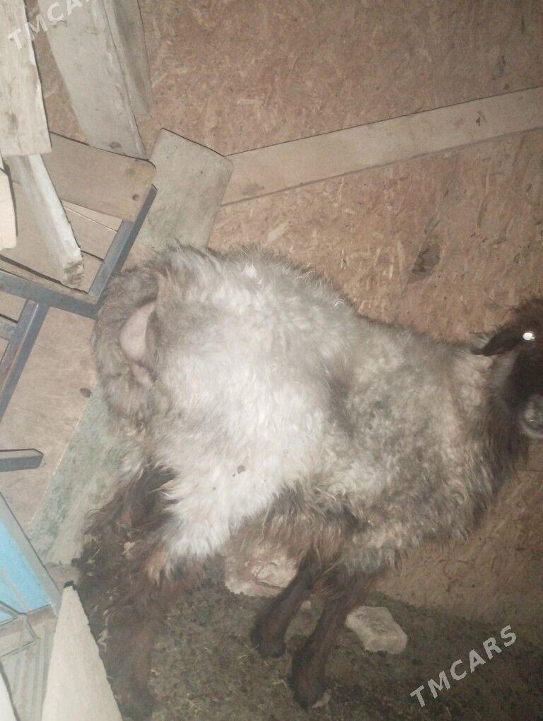 goýyn - Берекет - img 2