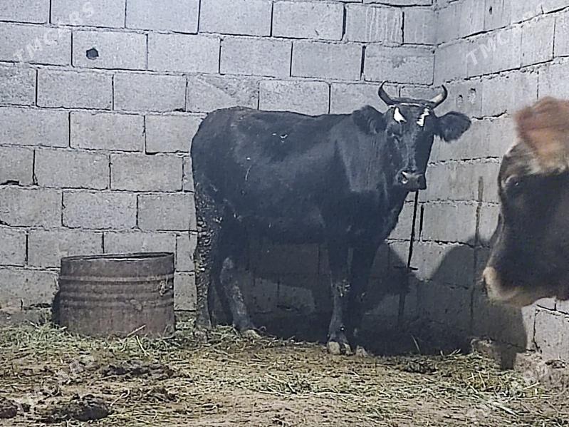 bogaz sygyr - Гёкдепе - img 5