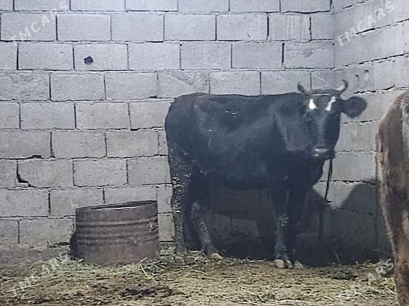 bogaz sygyr - Гёкдепе - img 7