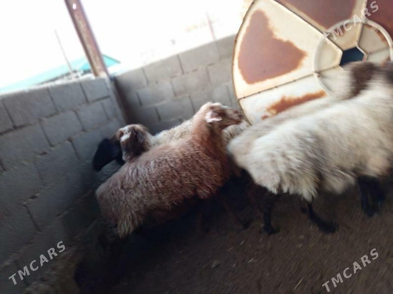 Goýun - Берекет - img 4