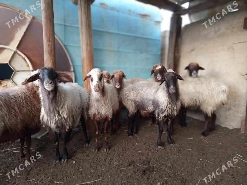 Goýun - Берекет - img 1