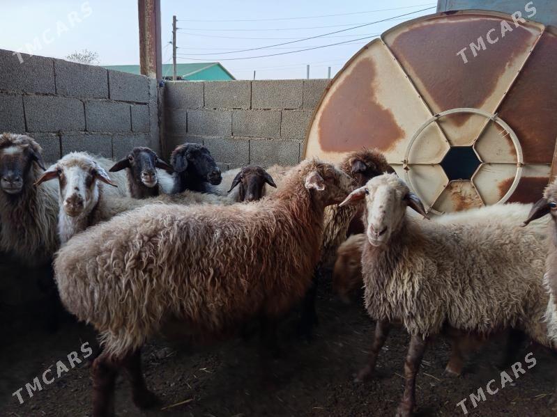 Goýun - Берекет - img 2