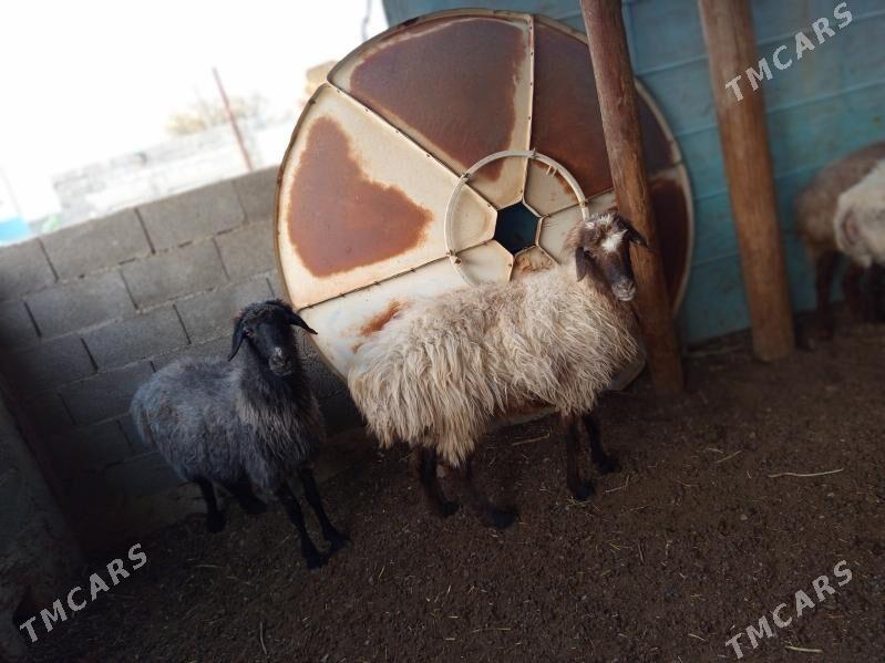 Goýun - Берекет - img 3