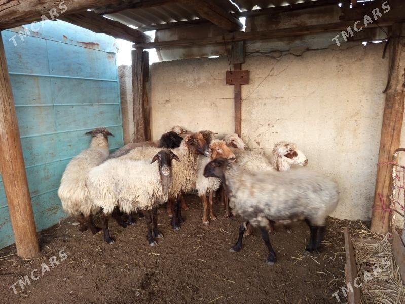 Goýun - Берекет - img 5