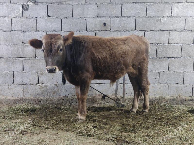 okuz - Gökdepe - img 2