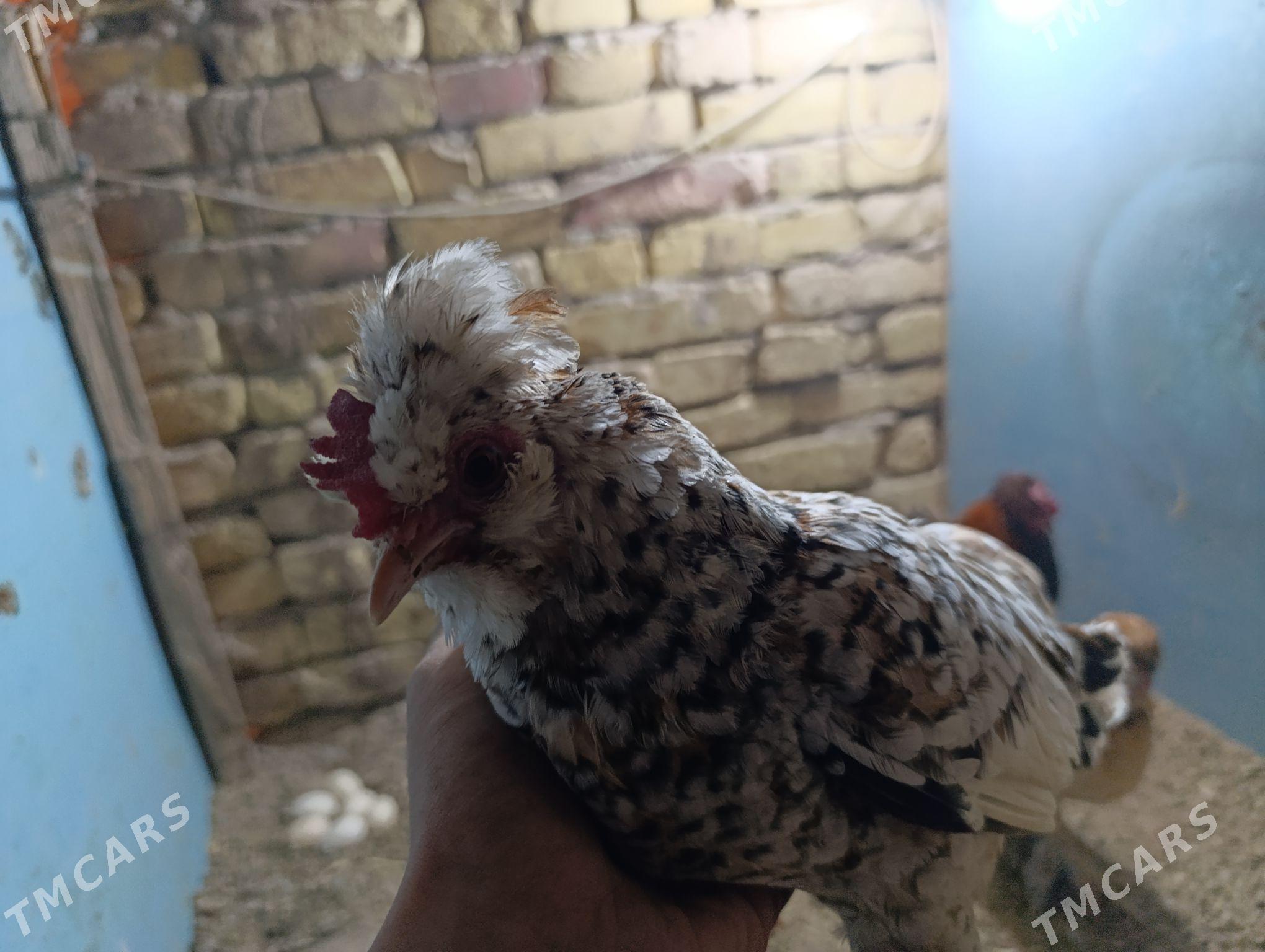 troyka karlik - Туркменабат - img 7