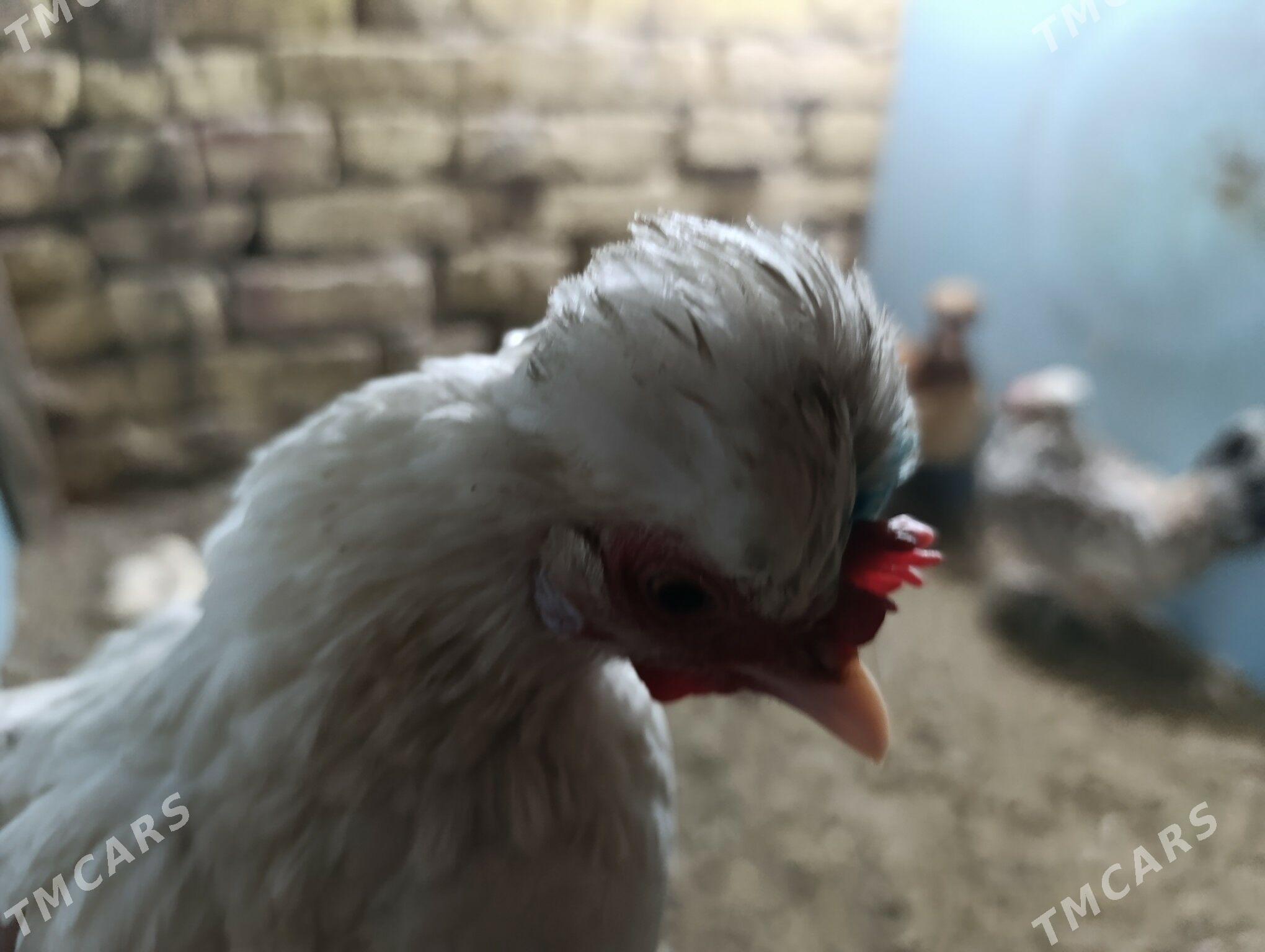 troyka karlik - Туркменабат - img 4