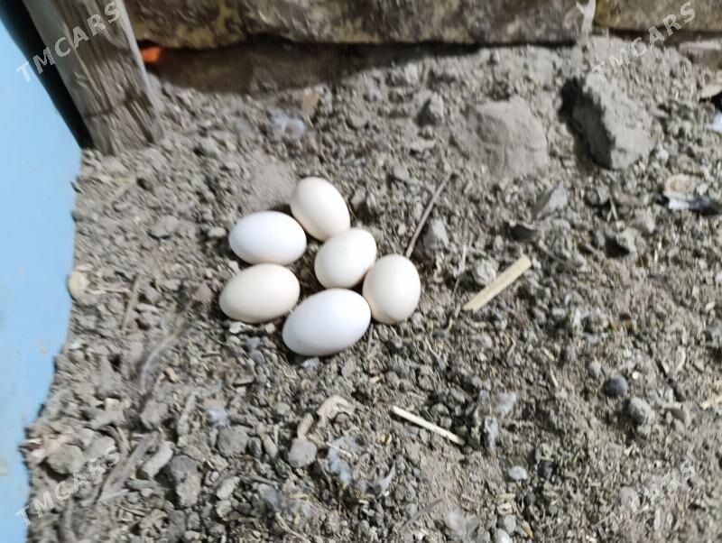 troyka karlik - Туркменабат - img 8