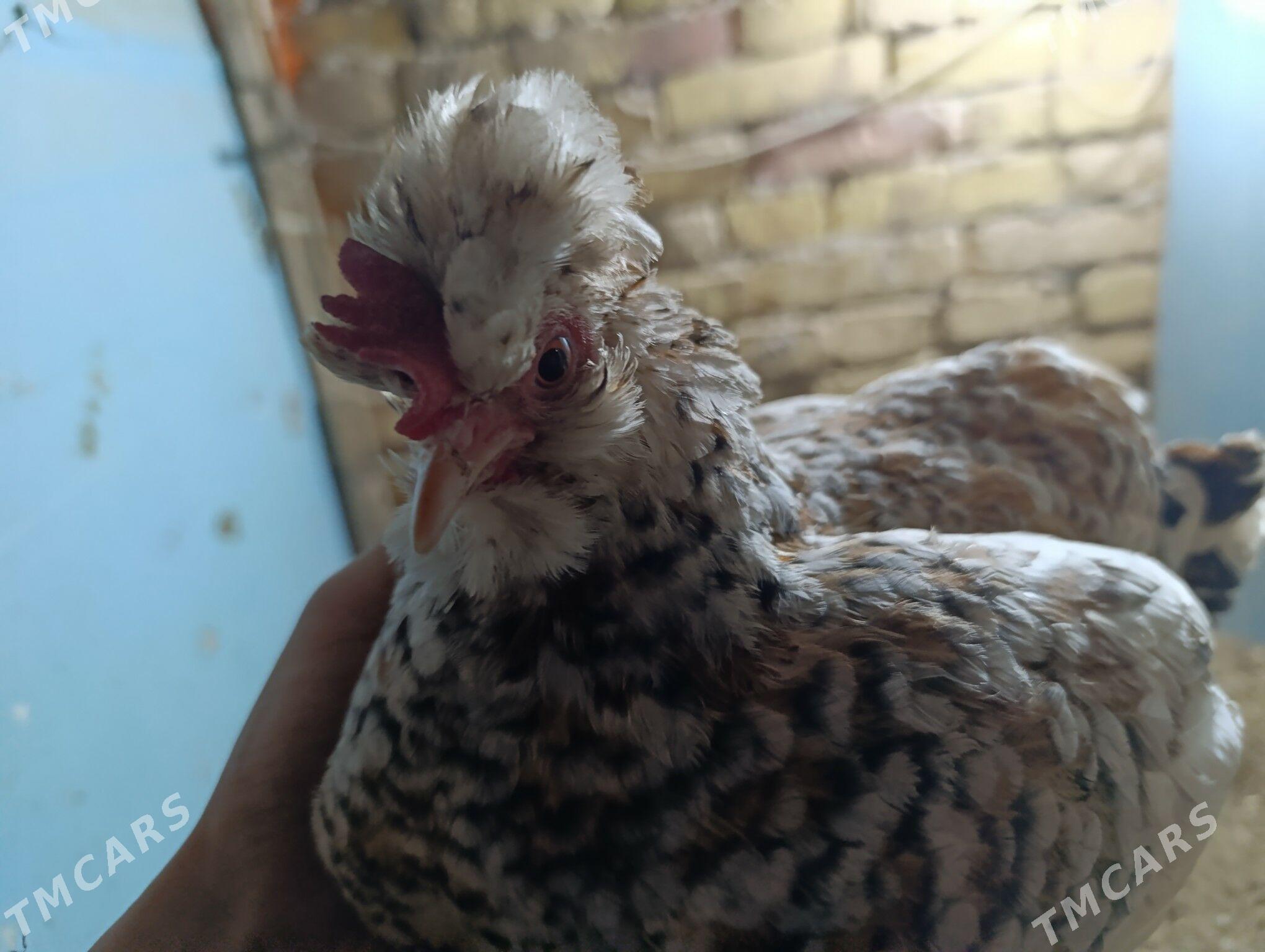 troyka karlik - Туркменабат - img 6