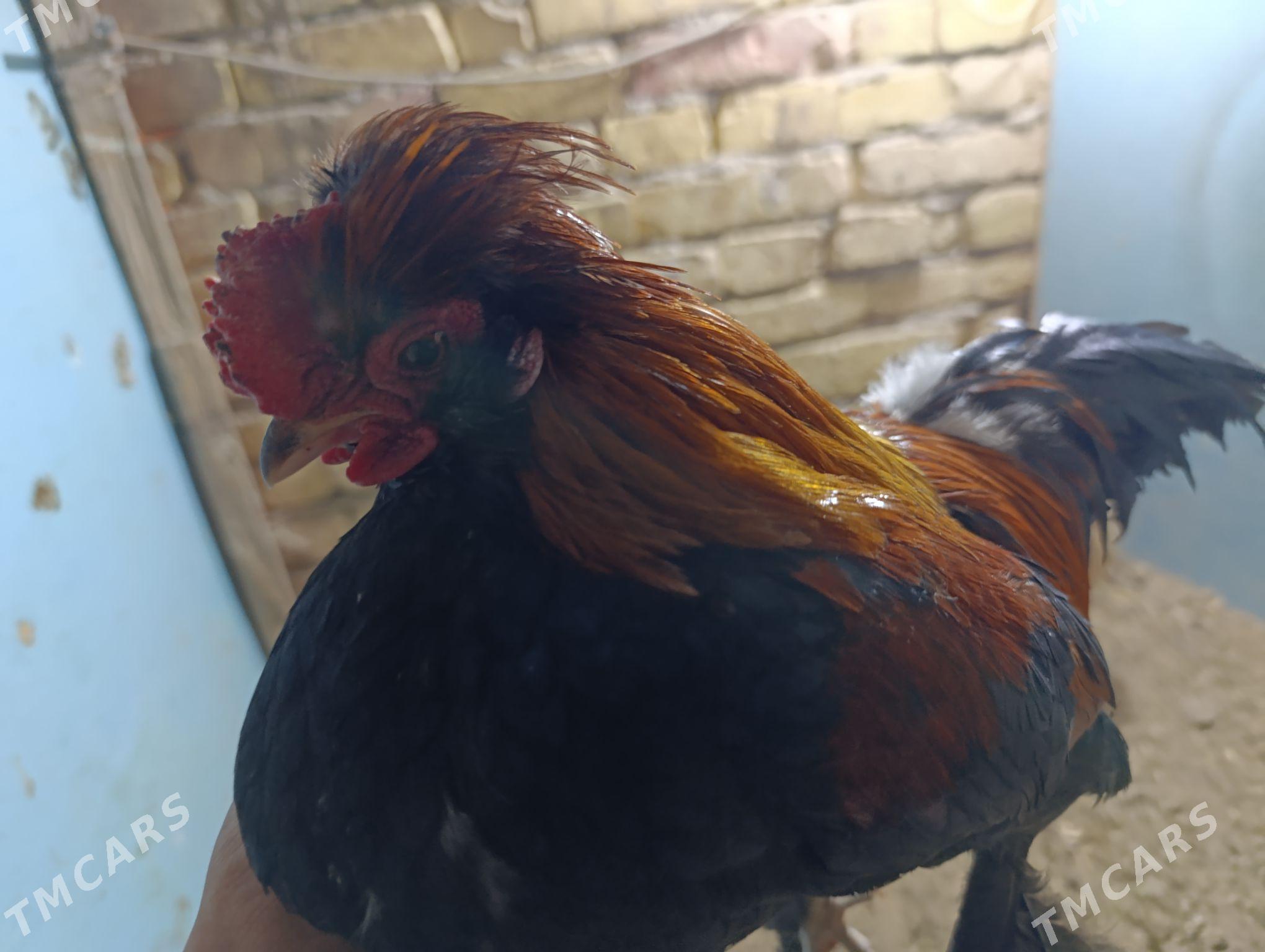 troyka karlik - Туркменабат - img 5