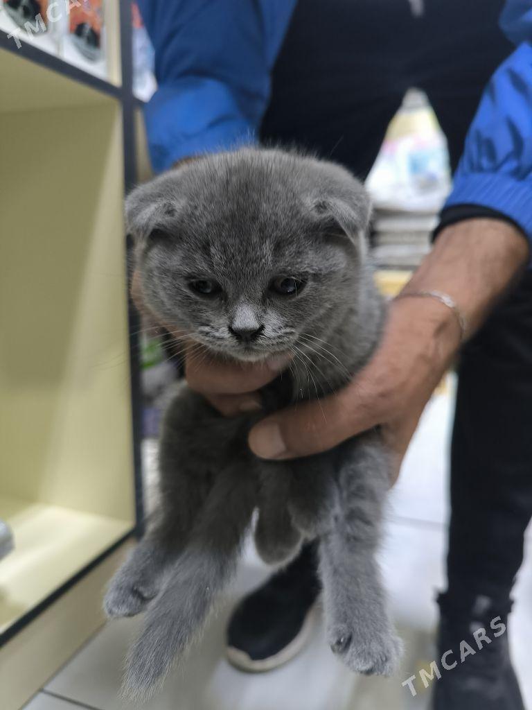 шотландские вислоухие - Aşgabat - img 1