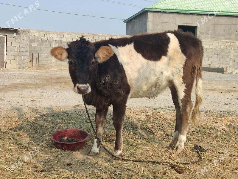 Tohum tuwe - Gökdepe - img 2